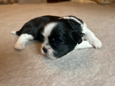 Les chiots de Shih Tzu