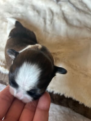 Les chiots de Shih Tzu