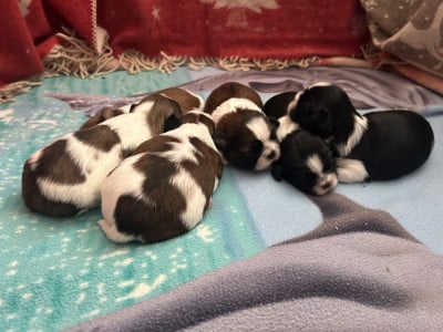 Les chiots de Shih Tzu