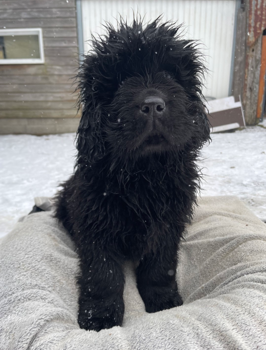 CHIOT 2 - Terre-neuve