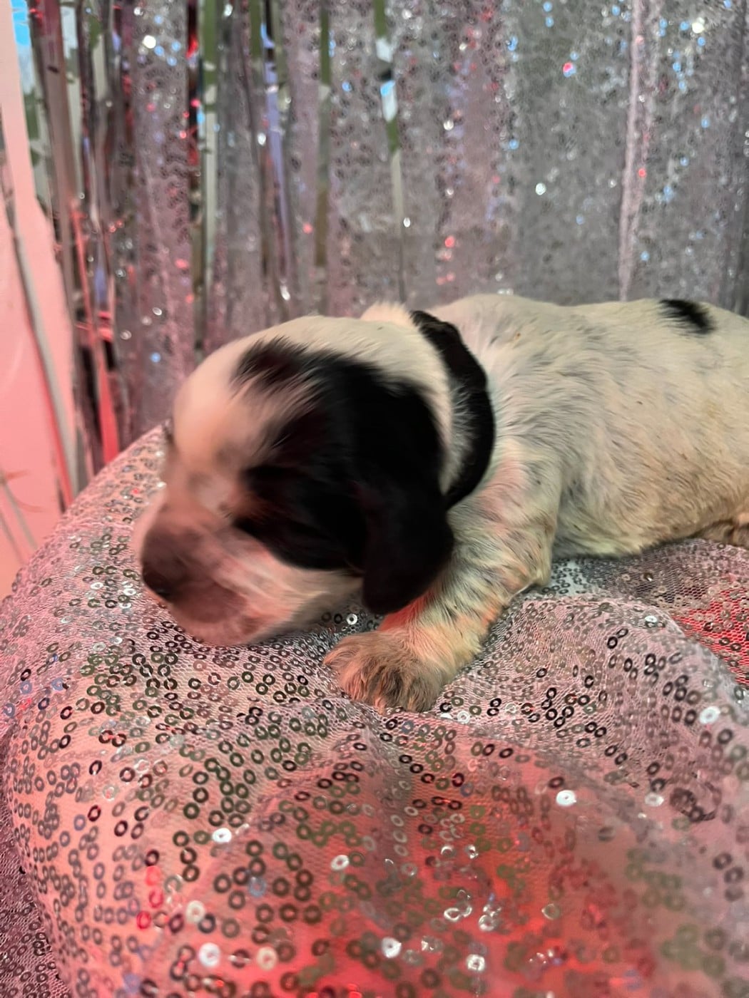 CHIOT 1 - Cocker Spaniel Anglais