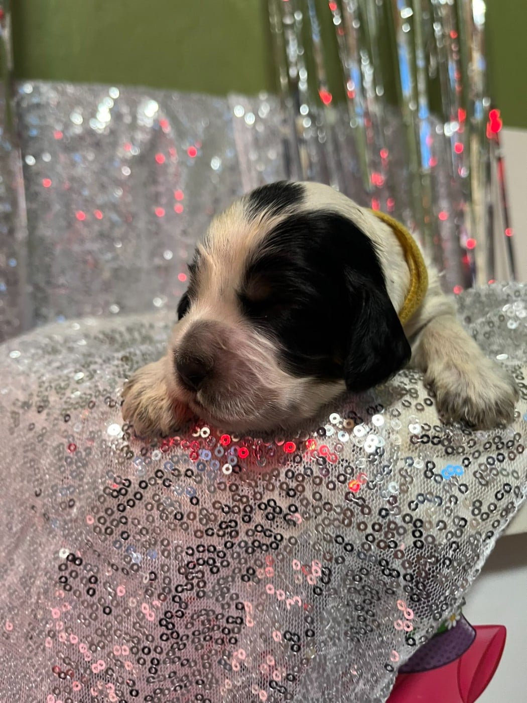 CHIOT 6 - Cocker Spaniel Anglais