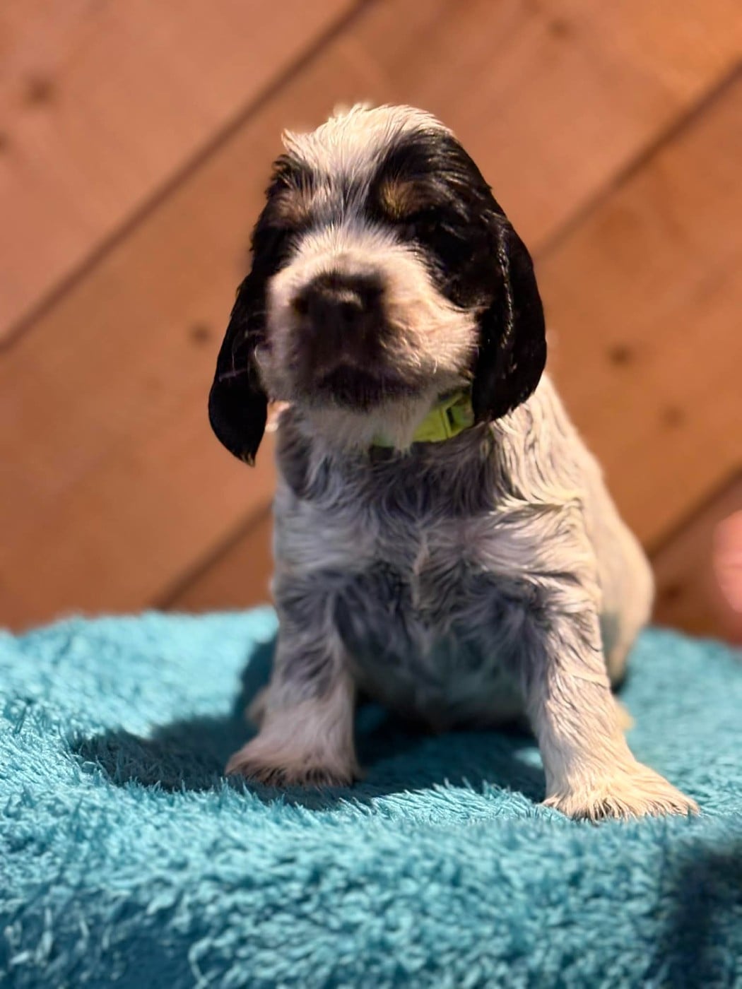 CHIOT vert - Cocker Spaniel Anglais