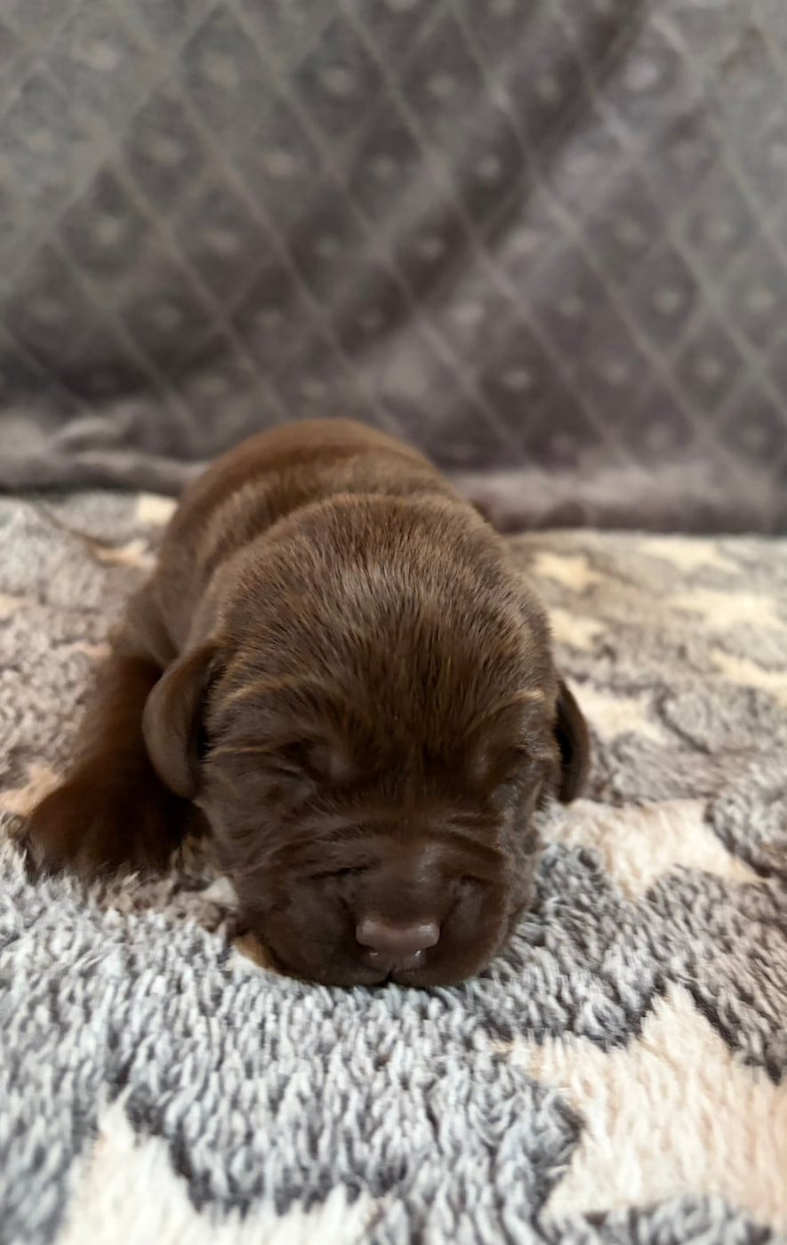 Chiot N°3 - Labrador Retriever