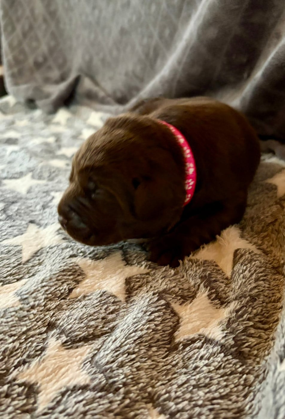 Chiot N°5 - Labrador Retriever