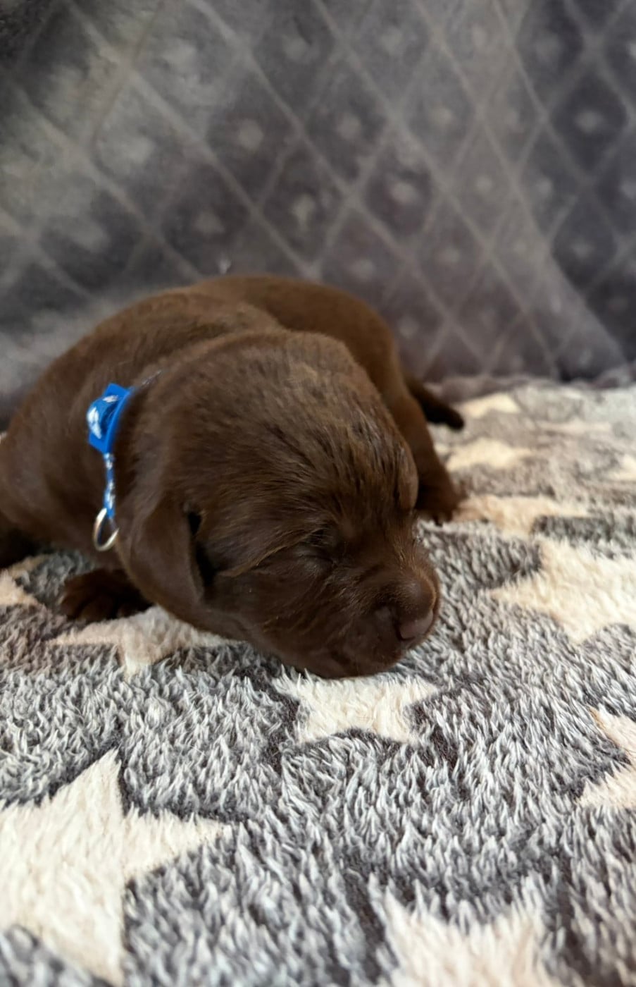 Chiot N°2 - Labrador Retriever