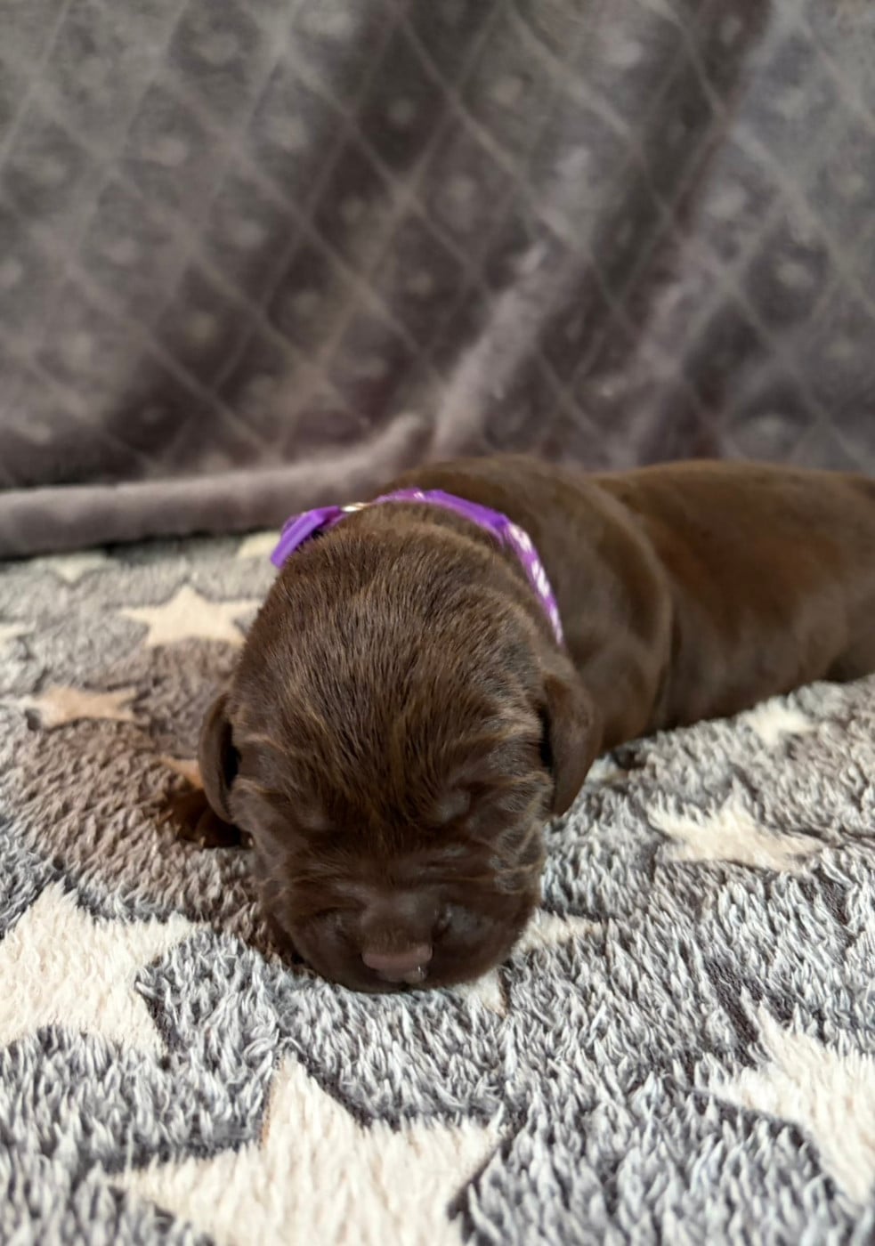 Chiot N°6 - Labrador Retriever