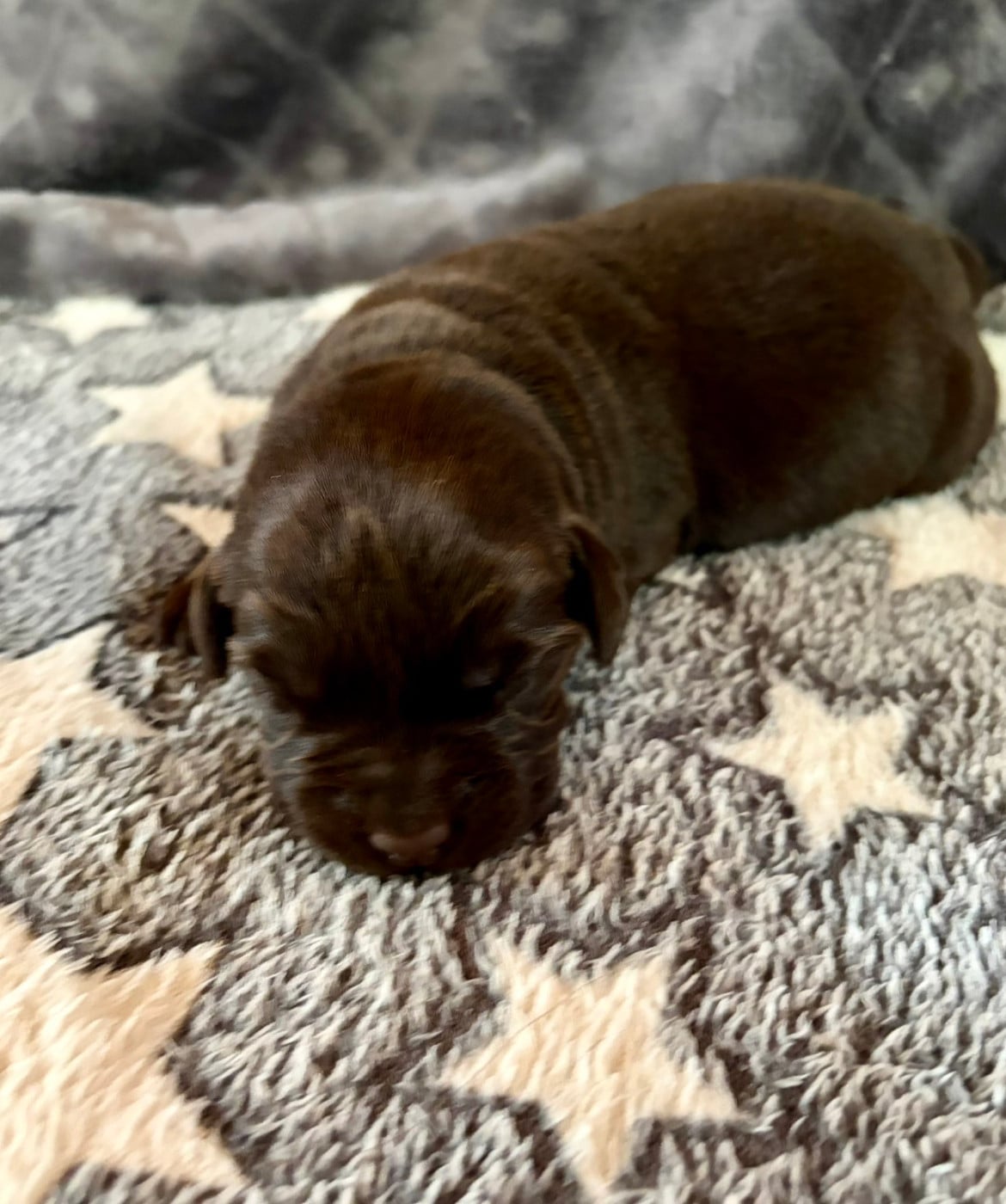 Chiot N°7 - Labrador Retriever