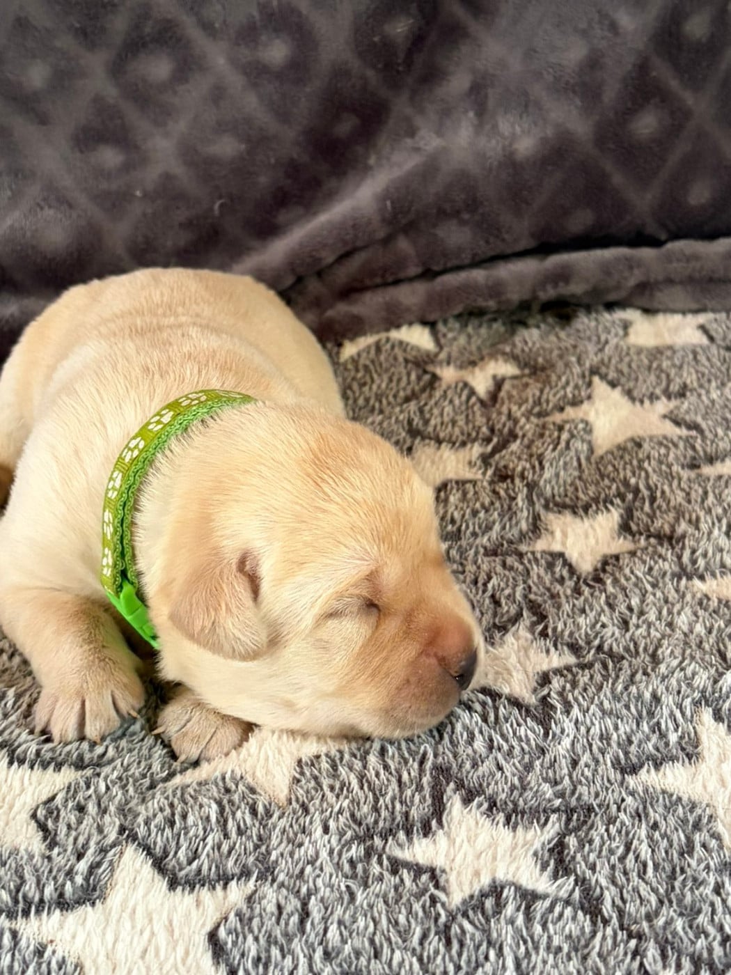 CHIOT 2 - Labrador Retriever
