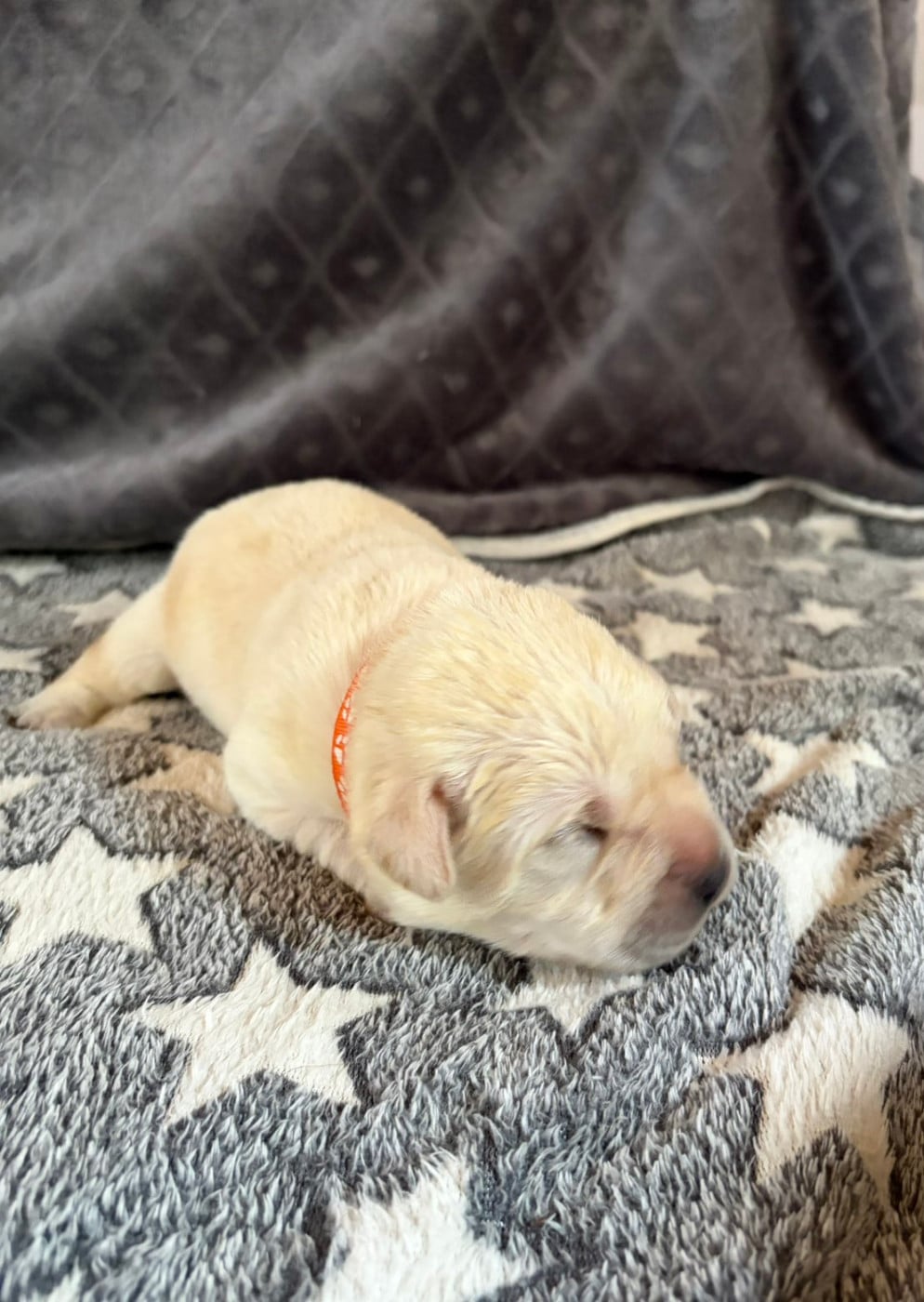 CHIOT 3 - Labrador Retriever