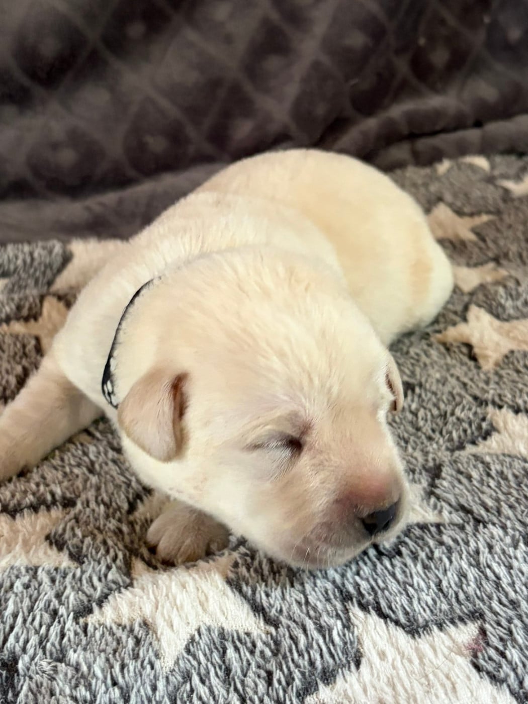 CHIOT 5 - Labrador Retriever