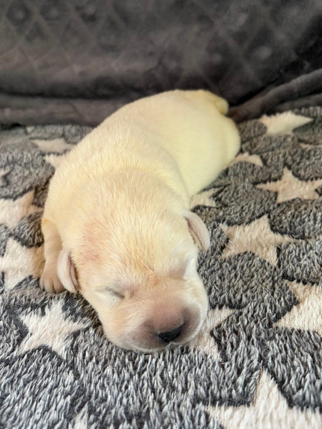 CHIOT 6 - Labrador Retriever