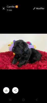 Les chiots de Terre-neuve