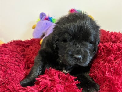 Les chiots de Terre-neuve