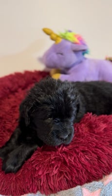 Les chiots de Terre-neuve