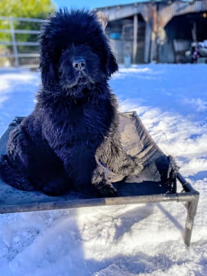 Les chiots de Terre-neuve