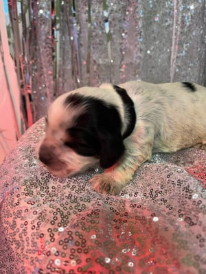 Les chiots de Cocker Spaniel Anglais