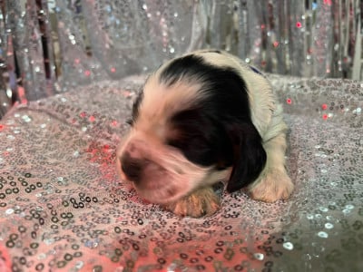 Les chiots de Cocker Spaniel Anglais