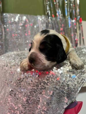 Les chiots de Cocker Spaniel Anglais