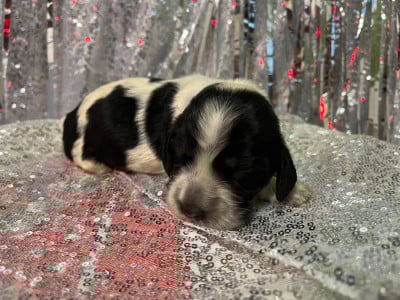 Les chiots de Cocker Spaniel Anglais