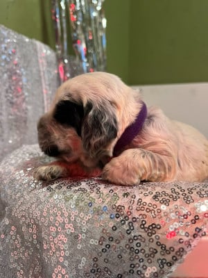 Les chiots de Cocker Spaniel Anglais