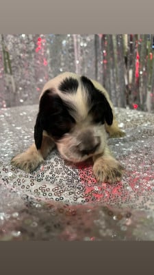 Les chiots de Cocker Spaniel Anglais