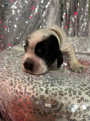 Les chiots de Cocker Spaniel Anglais