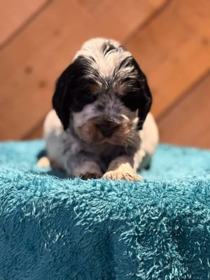 Les chiots de Cocker Spaniel Anglais