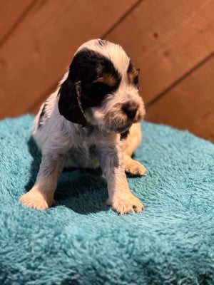 Les chiots de Cocker Spaniel Anglais