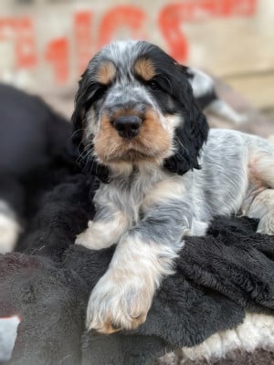 Les chiots de Cocker Spaniel Anglais