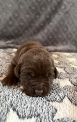 Les chiots de Labrador Retriever