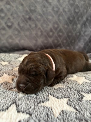 Les chiots de Labrador Retriever