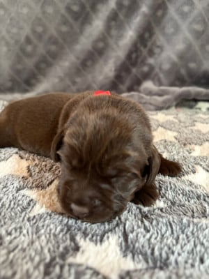Les chiots de Labrador Retriever