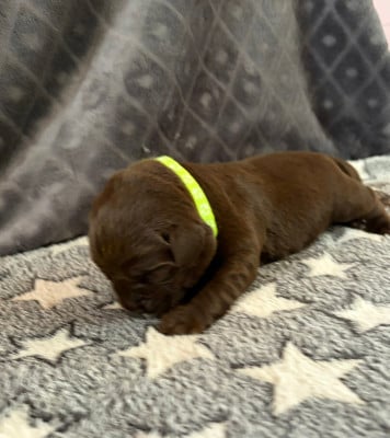 Les chiots de Labrador Retriever