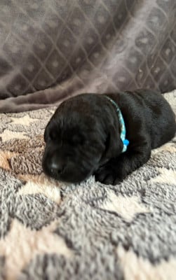 Les chiots de Labrador Retriever