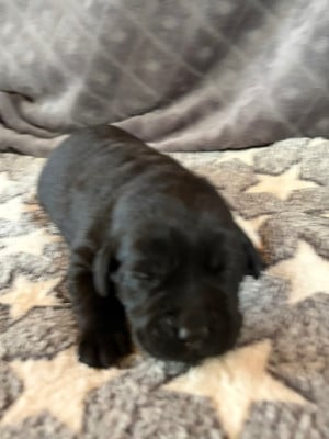 Les chiots de Labrador Retriever