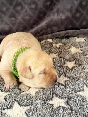 CHIOT 2 - Labrador Retriever