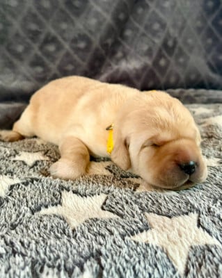 CHIOT 4 - Labrador Retriever