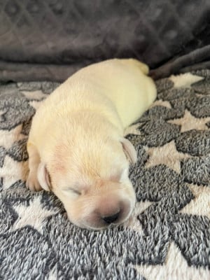 CHIOT 6 - Labrador Retriever