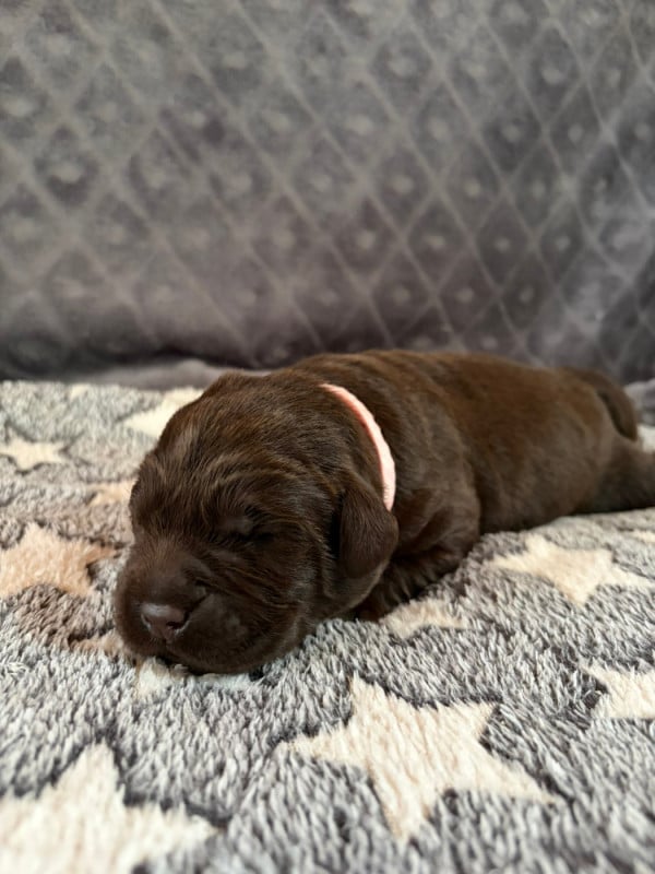 Labrador Retriever - De La Petite Cauviniere