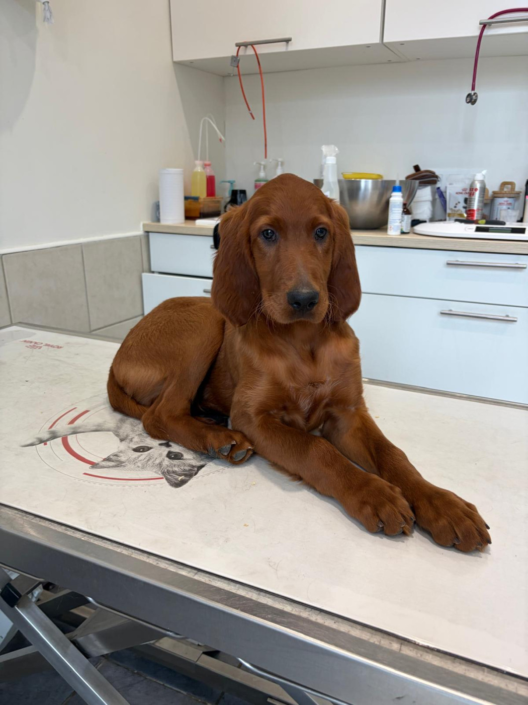 Chiot N°1 - Setter irlandais rouge