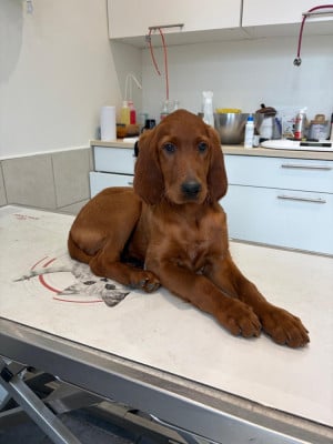 Les chiots de Setter irlandais rouge