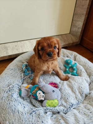 Les chiots de Cavalier King Charles Spaniel