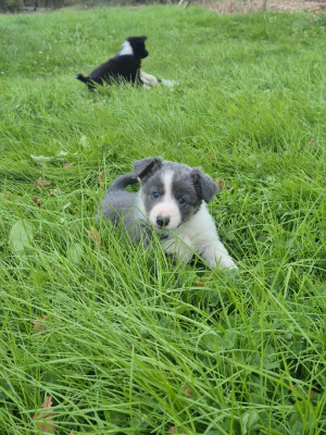 Les chiots de Border Collie