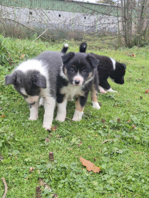 Les chiots de Border Collie