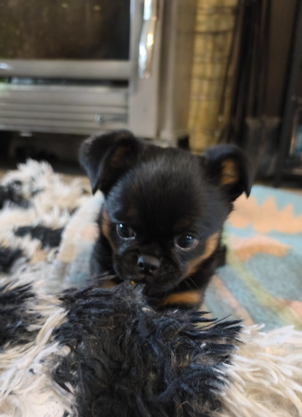 Petit Brabançon - De La Maison De Rasta