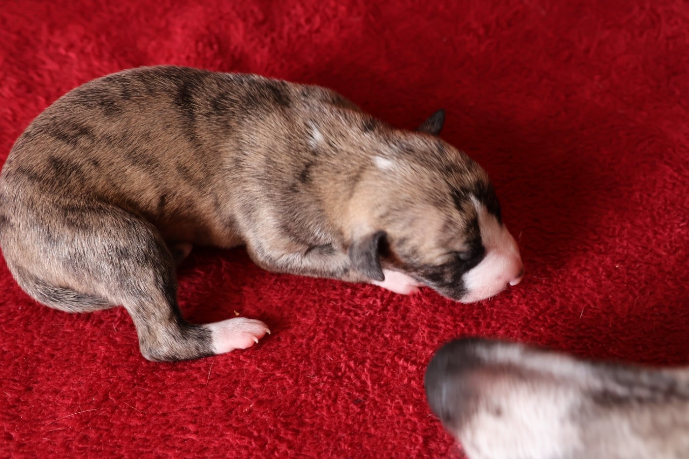 Chiot N°4