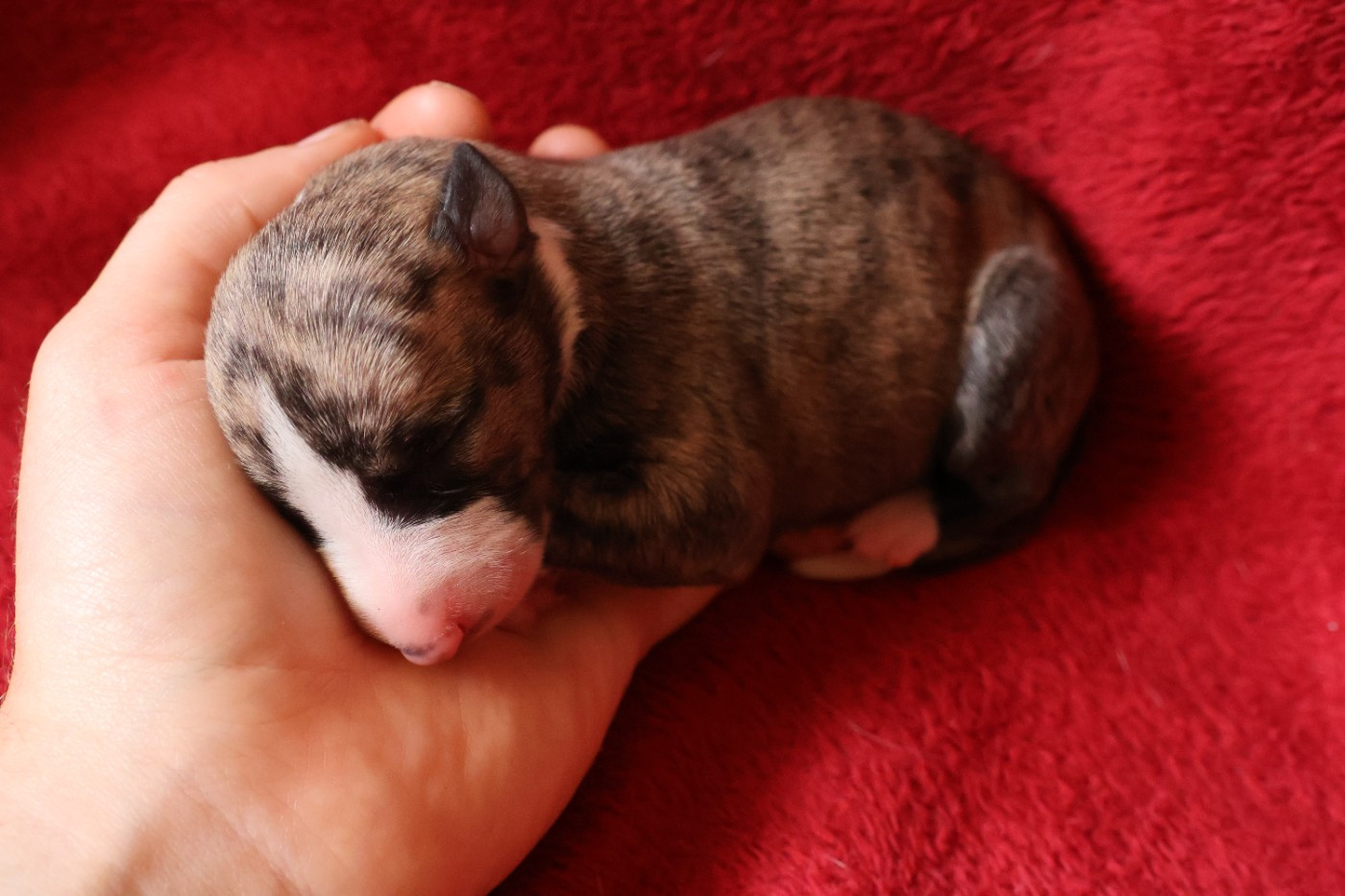 Chiot N°4