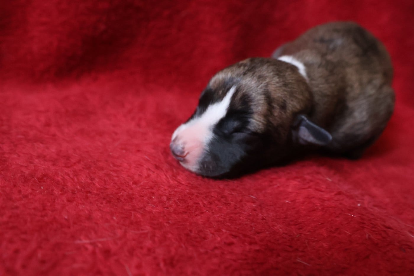 Chiot N°5
