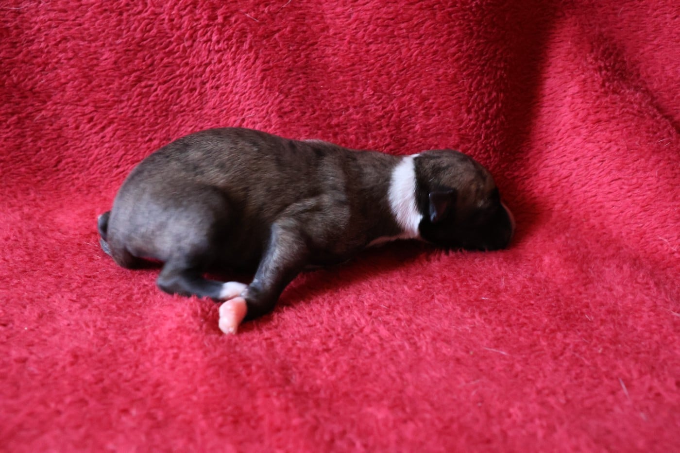 Chiot N°5